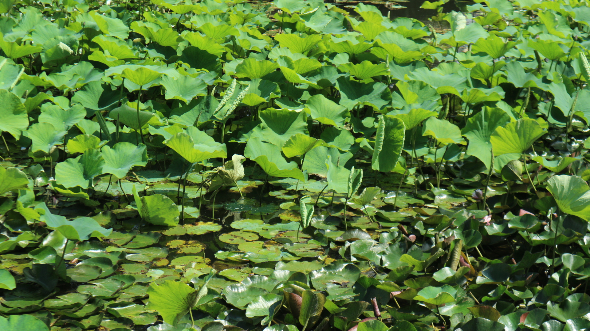 松本城6月の花 キミガヨラン・スイレン | 新まつもと物語